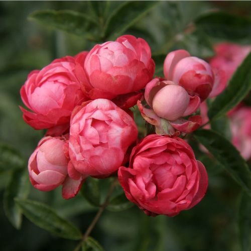 Karmínově červená - Stromková růže s drobnými květy - stromková růže s keřovitým tvarem koruny